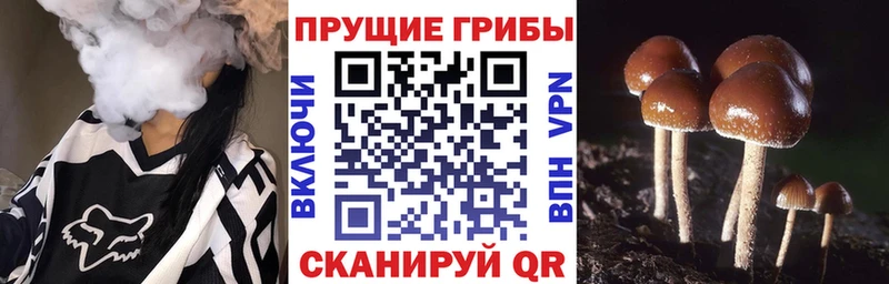 где можно купить наркотик  Меленки  Псилоцибиновые грибы Cubensis 